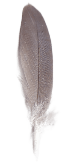 Feather