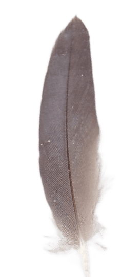 Feather
